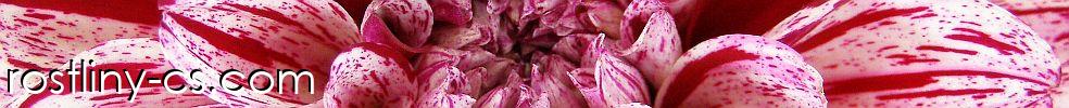 Rostliny-cs.com