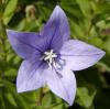 Platycodon grandiflorum