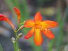 Crocosmia - montbrécie