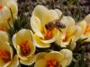 Crocus chrysanthus Cream Beauty - krokus, šafrán