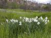 Narcissus poeticus L. - narcis