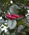 Crataegus x lavallei - hloh Lavallův
