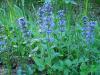 Ajuga reptans - zběhovec plazivý