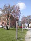 Prunus cerasifera 'Nigra' - myrobalán temně červenolistý