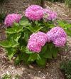 Hydrangea macrophylla 'Bailmer' ENDLESS SUMMER® - hortenzie velkolistá