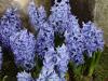 Hyacinthus orientalis - hyacint východní