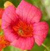 Campsis radicans - trubač kořenující