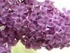 Syringa vulgaris - šeřík obecný [Vůně v zahradě]
