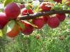 Prunus cerasifera 'Obilnaja' - myrobalán