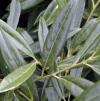 Prunus laurocerasus 'Zabeliana' - bobkovišeň lékařská