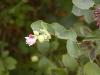 Symphoricarpos albus - pámelník bílý