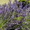 Lavandula angustifolia 'Hidcote Blue' - levandule lékařská