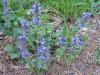 Ajuga reptans - zběhovec plazivý Ajuga reptans - zběhovec plazivý