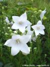 Platycodon grandiflorus 'Astra White' - boubelka velkokvětá