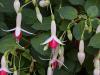 Fuchsia - fuchsie
