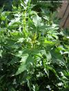 Acer platanoides 'Novush' - javor mléč