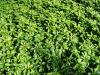 Půdopokryvné rostliny: Pachysandra terminalis - tlustonitník klasnatý