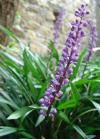 Liriope muscari - liriope