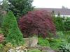 Acer palmatum 'Dissectum Garnet' - javor dlanitolistý