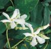 Vonné rostliny: Trachelospermum jasminoides - jasmínovka (READERS DIGEST VÝBĚR)