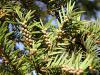 Taxus baccata - tis červený 