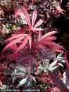 Acer palmatum 'Shaina' - javor dlanitolistý