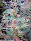 Acer palmatum 'Taylor' - javor dlanitolistý
