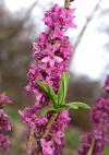 Daphne mezereum 'RUBRA' - lýkovec jedovatý