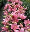 Lilium - lilie