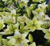 Lilium - lilie