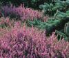 Erica x darleyensis 'Arthur Johnson' - vřesovec darlejský (READERS DIGEST VÝBĚR)