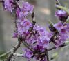 Daphne mezereum - lýkovec obecný