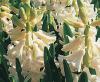 Hyacinthus orientalis 'L’Innocence' - hyacint východní (READERS DIGEST VÝBĚR)