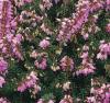 Erica x darleyensis 'Furzey' - vřesovec darlejský (READERS DIGEST VÝBĚR)