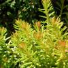 Erica carnea 'Foxhollow' - vřesovec pleťový