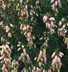 Erica erigena 'Brightness' - vřesovec nachový (READERS DIGEST VÝBĚR)
