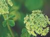 Smyrnium olusatrum - tromín černý (READERS DIGEST VÝBĚR)