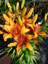 Lilium 'Orange Art' - lilie