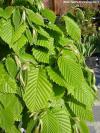 Carpinus betulus 'Columnaris Nana' - habr obecný