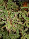 Acer palmatum 'Butterfly' - javor dlanitolistý