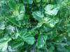 Barbarea vulgaris 'Variegata' - barborka