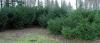 Taxus baccata ‘Nissens Praesident’ je užší a vyšší, ‘Nissens Corona’ rozkladitý [foto 4] (ZPK)