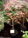 Acer palmatum 'Shindeshojo' - javor dlanitolistý