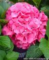 Hydrangea macrophylla Forever&Ever ® 'Red' - hortenzie