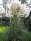 Cortaderia selloana 'Pumila' - kortadérie