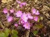 Hepatica nobilis - jaterník podléška Hepatica nobilis - jaterník podléška