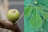 Ficus carica - fíkovník smokvoň
