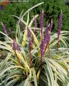 Liriope muscari 'Variegata' - liriope