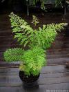 Pterocarya stenoptera 'Fern Leaf' - lapina úzkokřídlá