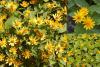 Melampodium paludosum - melampodium bahenní